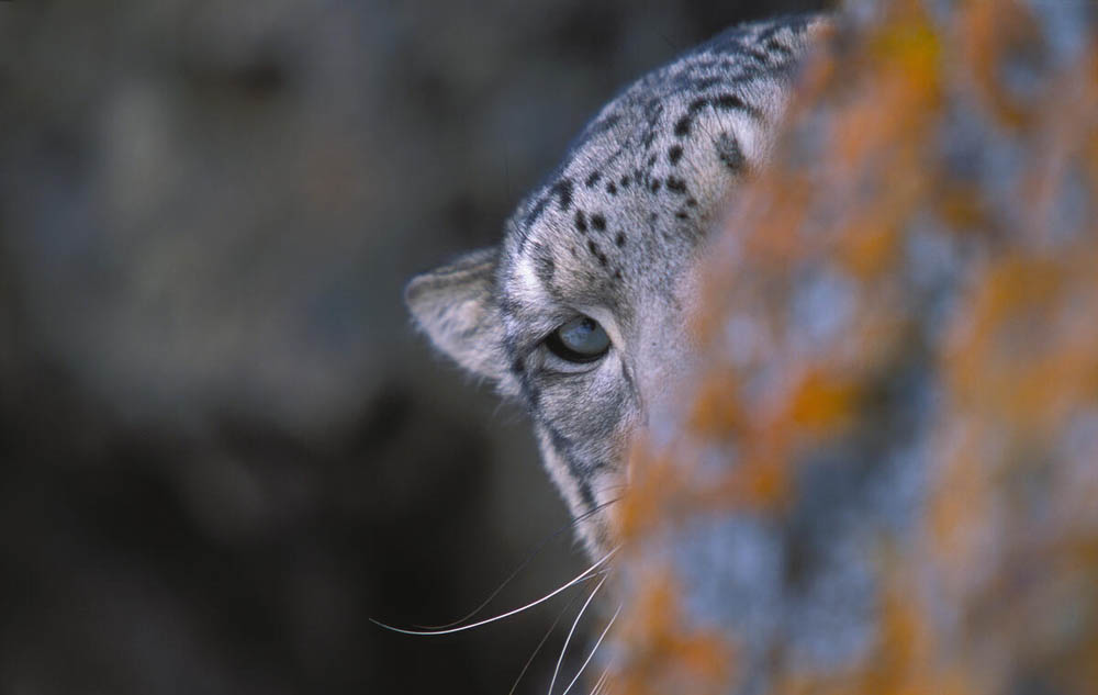 Snow leopard. Wild. {Panthera uncia}Ladakh, India