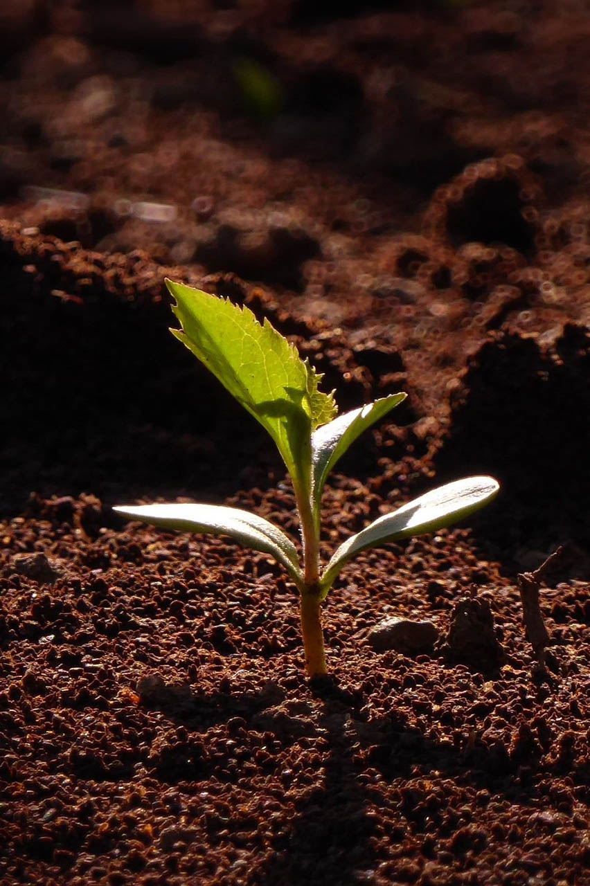 piantina che nasce, speranza, lascito per il futuro