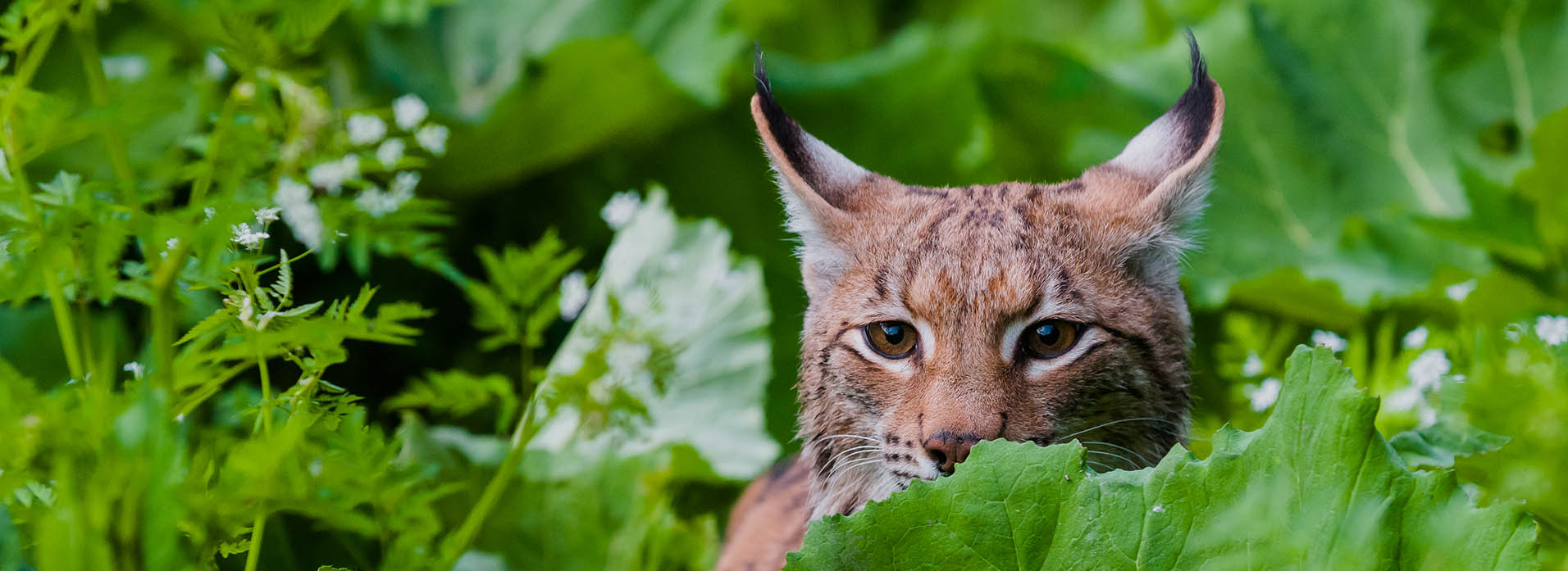 WWF - Foto di Tomas Hulik